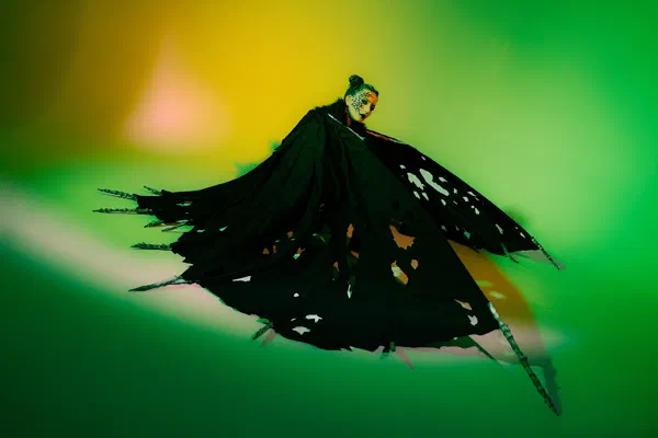 Butterfly 2